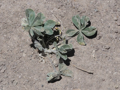 Pediomelum megalanthum