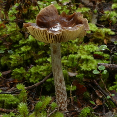 Cortinarius cuphomorphus