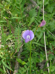 Swainsona oroboides