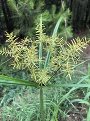 Cyperus esculentus leptostachyus