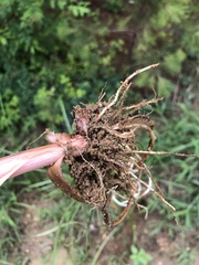 Cyperus esculentus leptostachyus