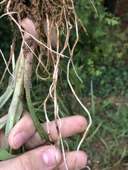 Cyperus esculentus leptostachyus