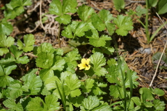 Waldsteinia ternata