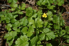Waldsteinia ternata