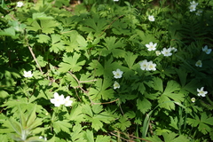 Anemonastrum baicalense