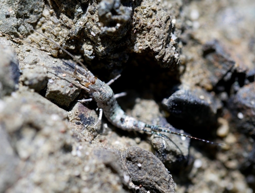 Neomachilis halophila