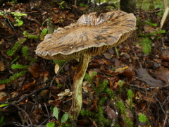 Cortinarius cuphomorphus
