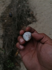 Orthalicus ferussaci