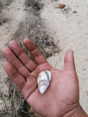 Orthalicus ferussaci