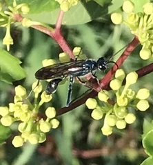 Chalybion zimmermanni