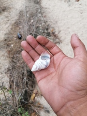 Orthalicus ferussaci