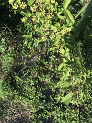 Chalybion zimmermanni