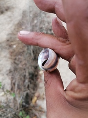 Orthalicus ferussaci