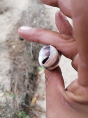 Orthalicus ferussaci