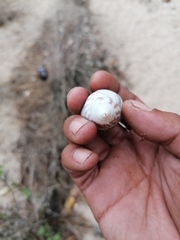 Orthalicus ferussaci