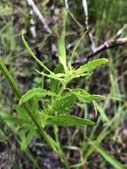 Oenothera filipes