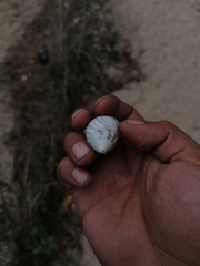 Orthalicus ferussaci