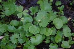 Micranthes nelsoniana aestivalis