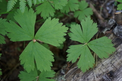 Anemonastrum baicalense