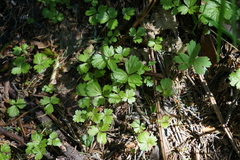 Waldsteinia ternata