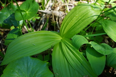 Veratrum lobelianum