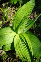 Veratrum lobelianum
