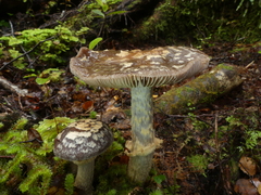 Cortinarius meleagris