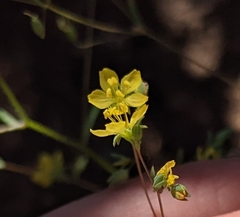 Hesperolinon bicarpellatum