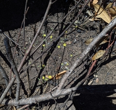 Hesperolinon bicarpellatum