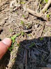 Nicrophorus defodiens