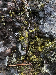 Arthrorhaphis citrinella