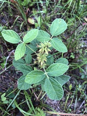 Rhynchosia tomentosa