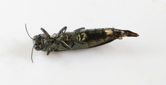 Agrilus transimpressus