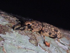 Xylinada