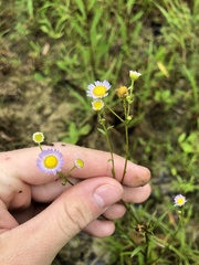 Erigeron tenuis