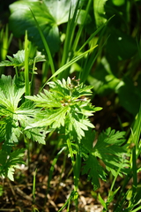 Geranium krylovii