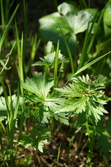 Geranium krylovii