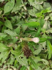 Cirsium japonicum