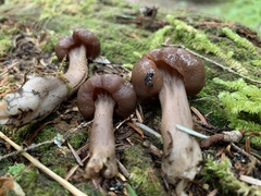 Cudonia monticola