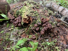 Cudonia monticola