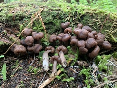 Cudonia monticola