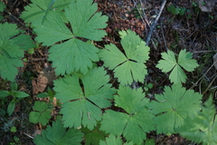 Anemonastrum baicalense
