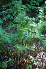 Athyrium distentifolium