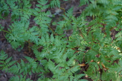 Athyrium distentifolium