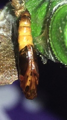 Agrotera basinotata