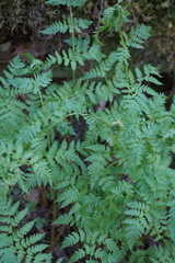 Athyrium distentifolium