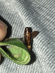 Agrotera basinotata