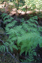 Athyrium distentifolium