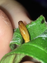 Agrotera basinotata