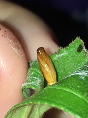 Agrotera basinotata